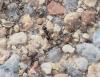 Tetramorium sp.
